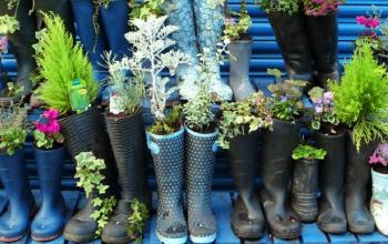 A picture of plants growing in shoes