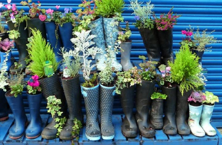 A picture of plants growing in shoes